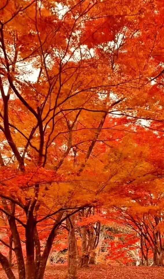 出張終了ヾ(o´∀｀o)ﾉ｜写メ日記｜高良｜鶯谷 人妻デリヘル 熟女の風俗最終章鶯谷店