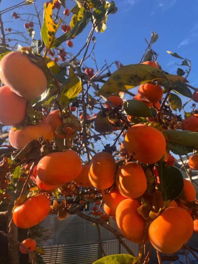 おはよう　　〜｜写メ日記｜神秘｜鶯谷 人妻デリヘル 熟女の風俗最終章鶯谷店