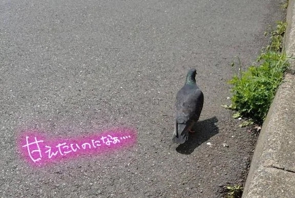 お散歩🐦｜写メ日記｜黒崎｜鶯谷 人妻デリヘル 熟女の風俗最終章鶯谷店