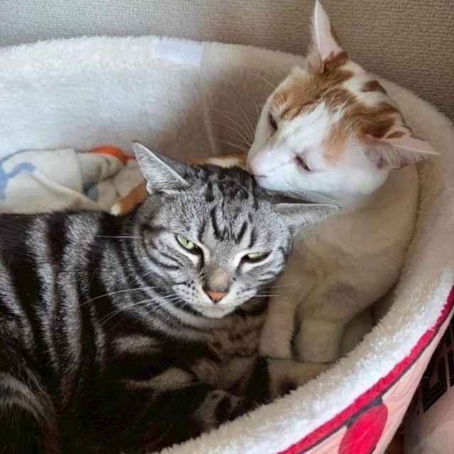 (ﾉД`)ごめんなさい。