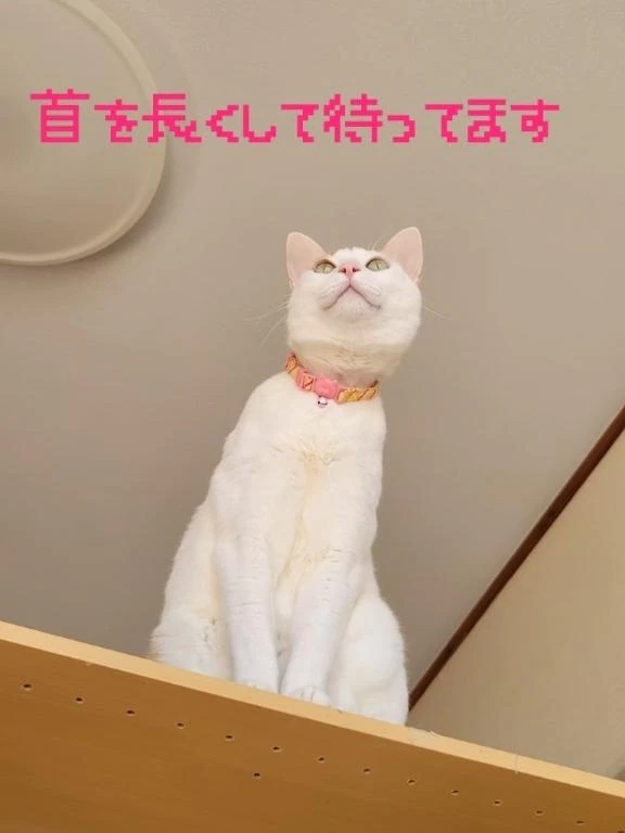 おりまするるる🖐｜写メ日記｜高井｜鶯谷 人妻デリヘル 熟女の風俗最終章鶯谷店