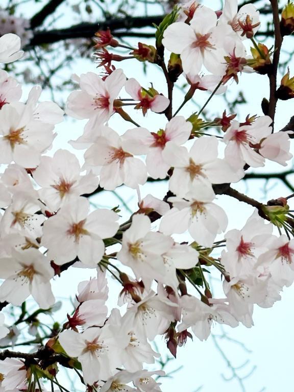 春っぽいこと｜写メ日記｜高坂まき｜六本木・麻布・赤坂 高級デリヘル MIRAI TOKYO 六本木店