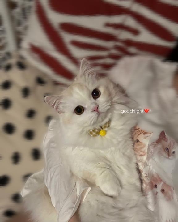 4月の予定でました｜写メ日記｜紫苑ゆい｜六本木・麻布・赤坂 高級デリヘル MIRAI TOKYO 六本木店