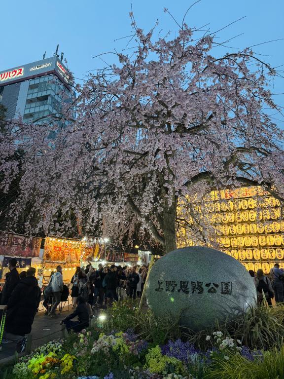 お花見｜写メ日記｜堀越あまね｜六本木・麻布・赤坂 高級デリヘル MIRAI TOKYO 六本木店