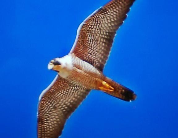 羽ばたく大空に向かって🦅｜写メ日記｜しま｜新宿 人妻デリヘル 熟女の風俗最終章 新宿店