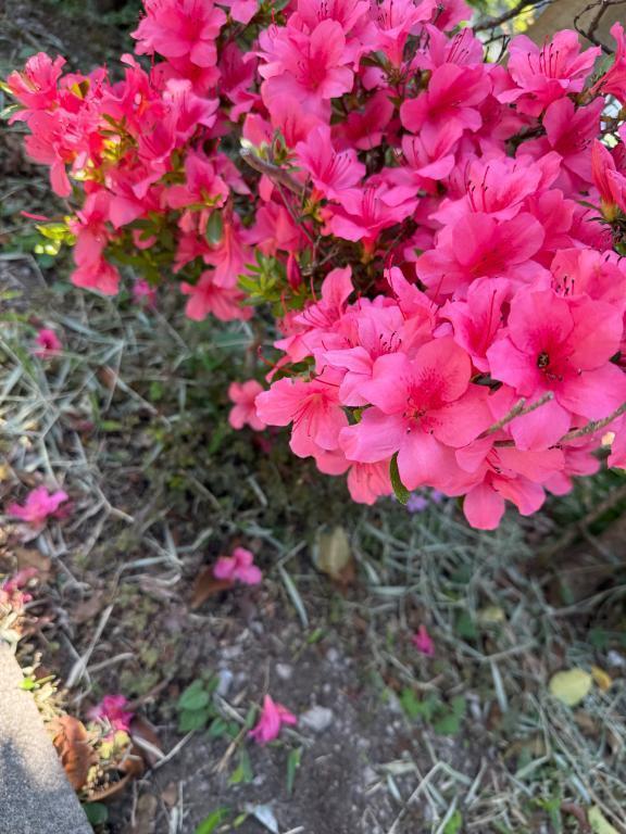 帰って来た