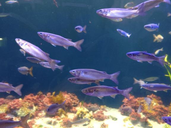 水族館｜写メ日記｜かなん｜新宿 人妻デリヘル 熟女の風俗最終章 新宿店