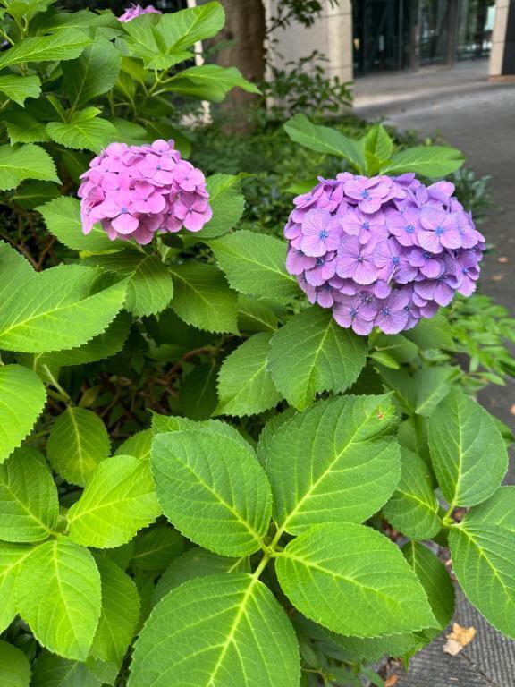 本日出勤します｜写メ日記｜みなよ｜新宿 人妻デリヘル 熟女の風俗最終章 新宿店