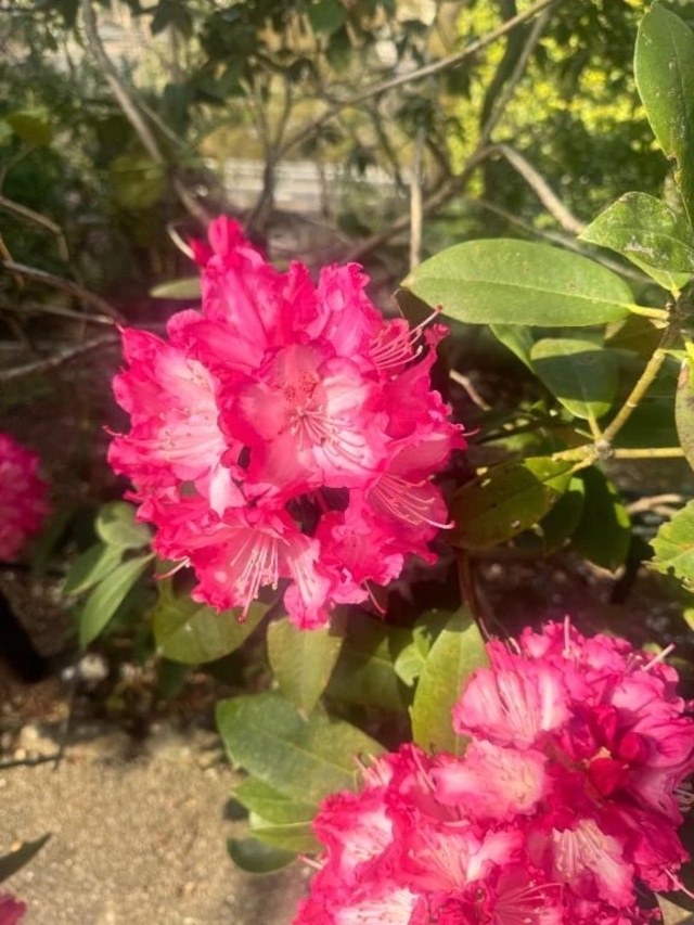 🌸