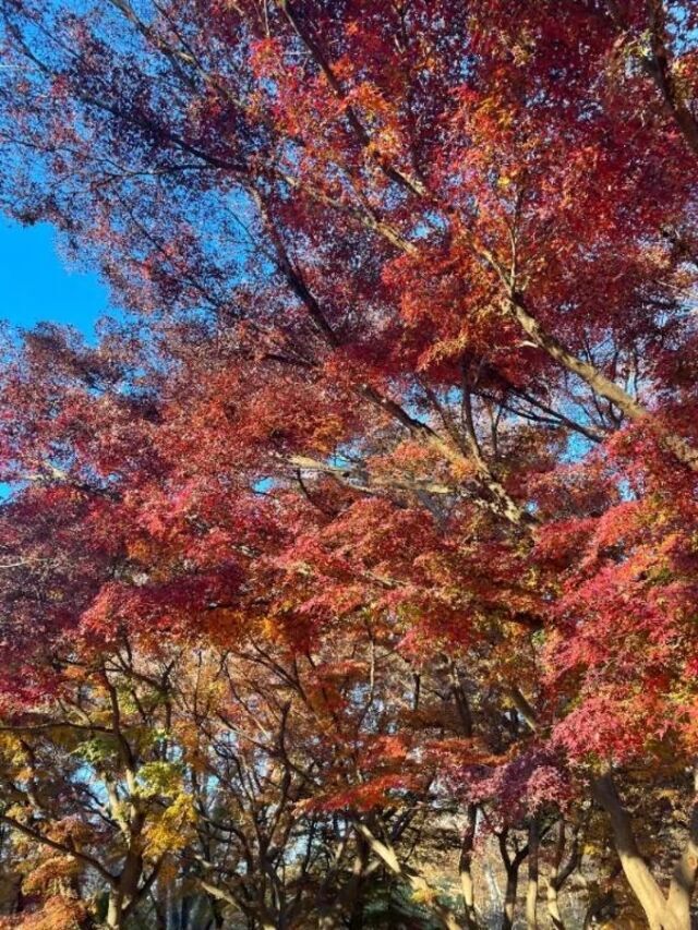 いいこと🩷🎶｜写メ日記｜立花｜池袋 一般デリヘル おとなのわいせつ倶楽部 池袋店