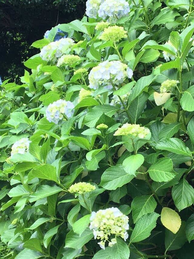 おはようございます🌸｜写メ日記｜さつき｜鶯谷 人妻デリヘル クラブルージュ