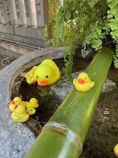 本日も｜写メ日記｜涼子｜鶯谷 人妻デリヘル クラブルージュ