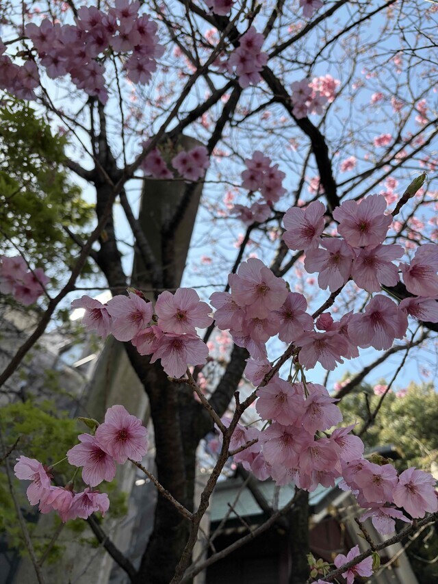 お花見｜写メ日記｜涼子｜鶯谷 人妻デリヘル クラブルージュ