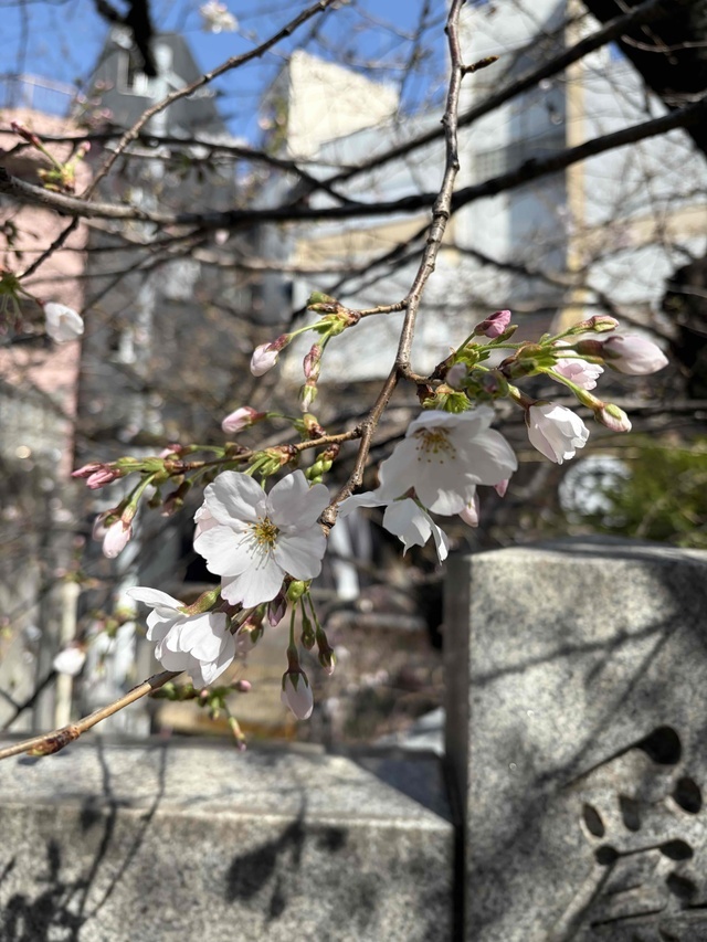 今月も｜写メ日記｜涼子｜鶯谷 人妻デリヘル クラブルージュ