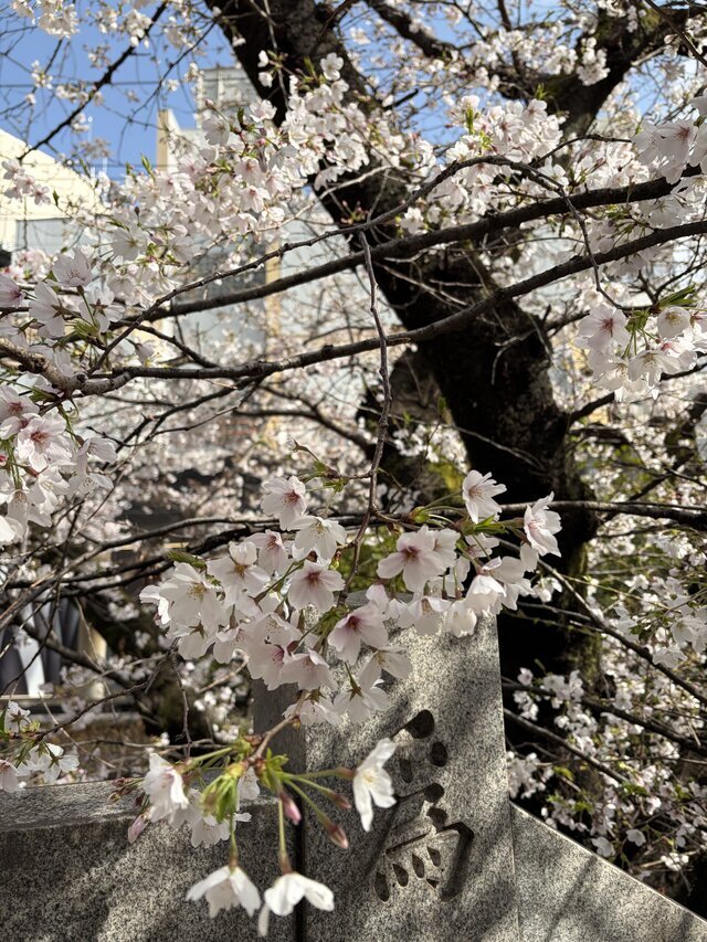 先月も｜写メ日記｜涼子｜鶯谷 人妻デリヘル クラブルージュ