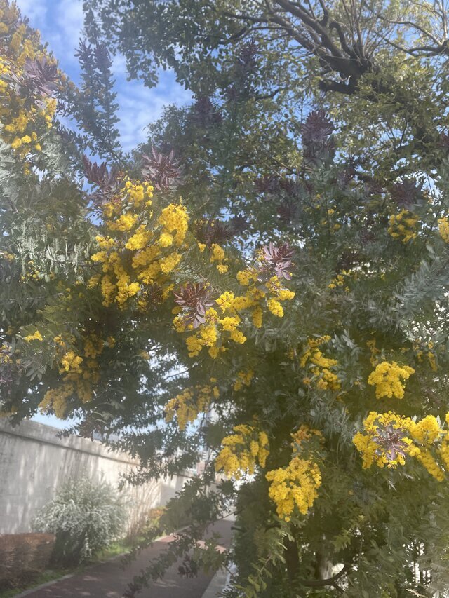 4月♡｜写メ日記｜貴子｜鶯谷 人妻デリヘル クラブルージュ