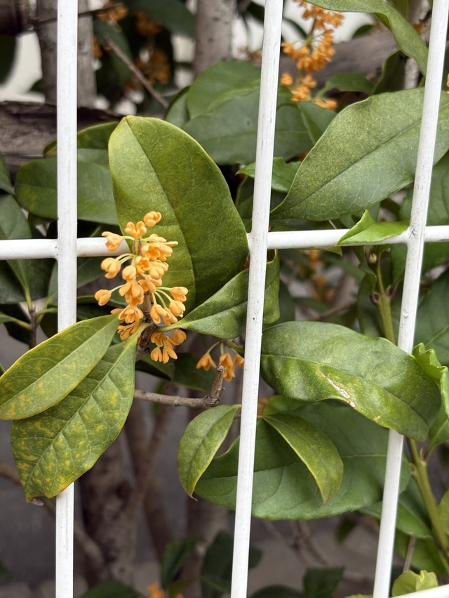 大好き♡｜写メ日記｜優子｜鶯谷 人妻デリヘル クラブルージュ