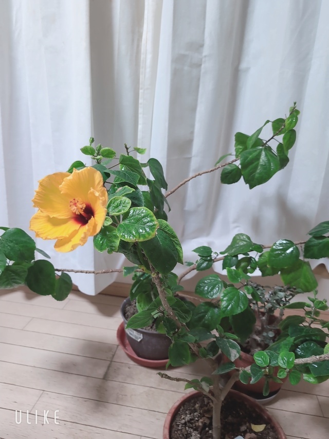 ありがとうございます❤|写メ日記|真弓|鶯谷 人妻デリヘル クラブルージュ