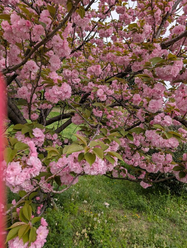 ありがとうございました♥