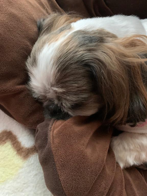 本日のお知らせ｜写メ日記｜れん｜立川・八王子・三多摩 人妻デリヘル 熟女の風俗最終章 立川店