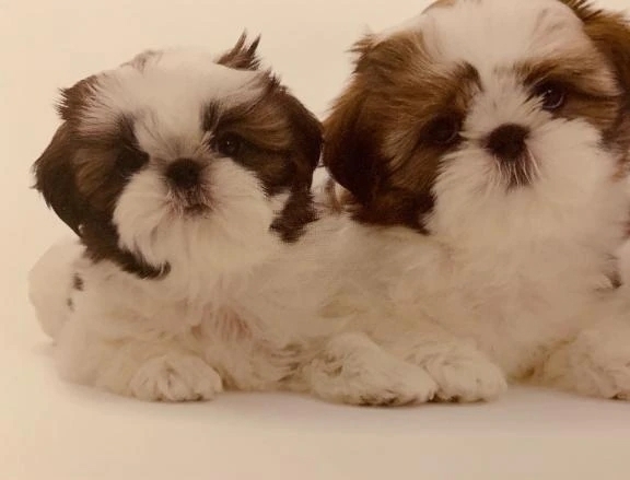 ありがとうございました🩷｜写メ日記｜れん｜立川・八王子・三多摩 人妻デリヘル 熟女の風俗最終章 立川店