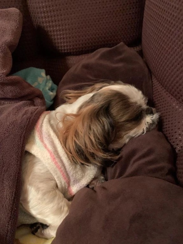 明日ね🩷｜写メ日記｜れん｜立川・八王子・三多摩 人妻デリヘル 熟女の風俗最終章 立川店