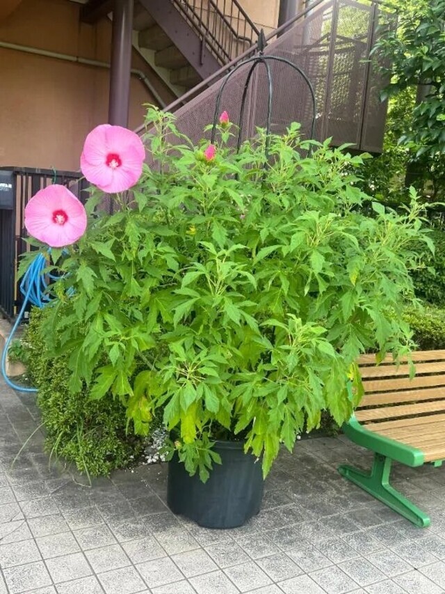 雨の中ありがとうございます｜写メ日記｜まり｜立川・八王子・三多摩 人妻デリヘル 熟女の風俗最終章 立川店