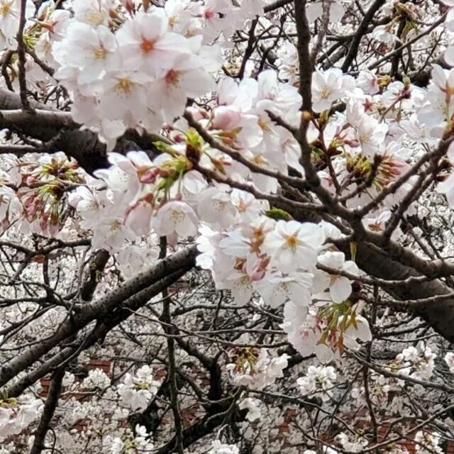 出勤しました😊｜写メ日記｜あやか｜立川・八王子・三多摩 人妻デリヘル 熟女の風俗最終章 立川店