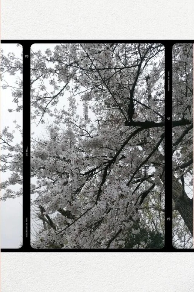 ４月🍀｜写メ日記｜むつみ｜立川・八王子・三多摩 人妻デリヘル 熟女の風俗最終章 立川店