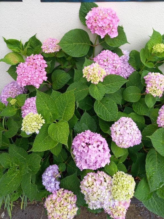５月🍀｜写メ日記｜とわ｜立川・八王子・三多摩 人妻デリヘル 熟女の風俗最終章 立川店