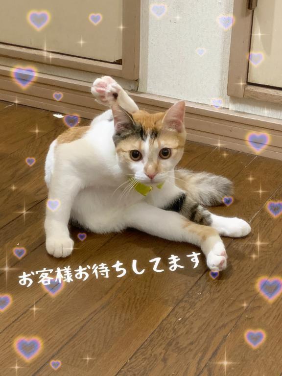 😊今日も暑かった🥵｜写メ日記｜えつこ｜立川・八王子・三多摩 人妻デリヘル 熟女の風俗最終章 立川店