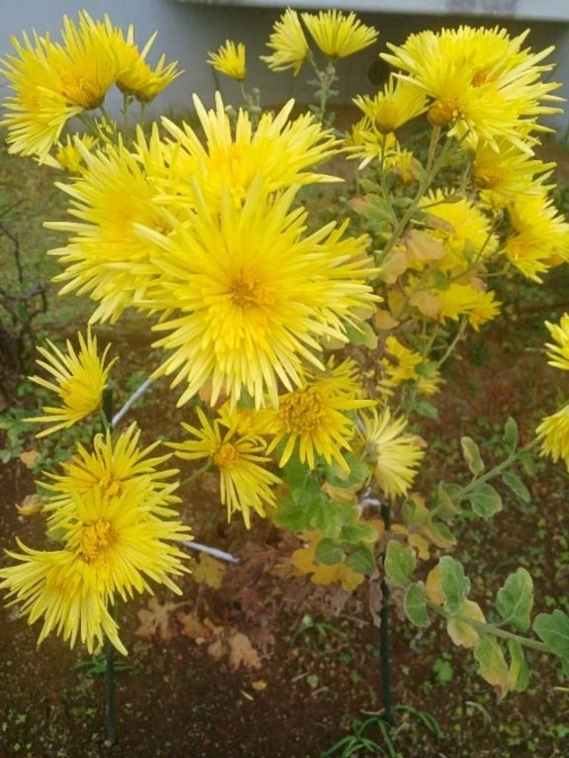 お礼です＼(^_^)／｜写メ日記｜みさお｜立川・八王子・三多摩 人妻デリヘル 熟女の風俗最終章 立川店