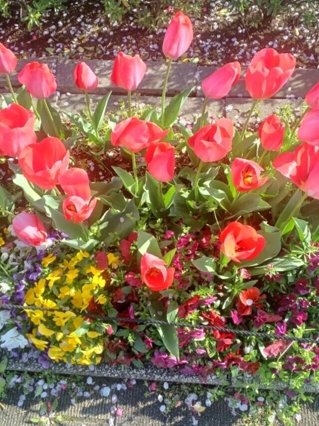 お礼です＼(^_^)／｜写メ日記｜みさお｜立川・八王子・三多摩 人妻デリヘル 熟女の風俗最終章 立川店