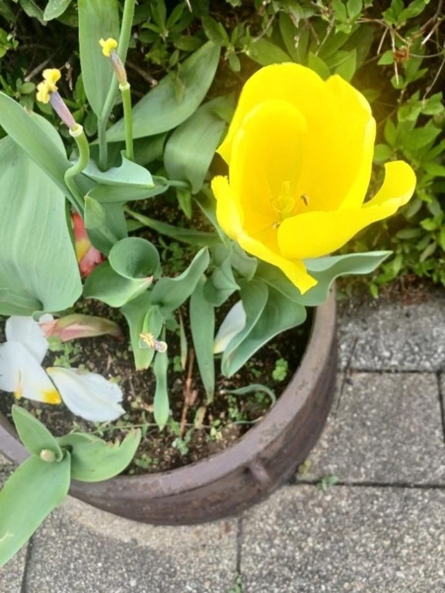 お礼です＼(^_^)／｜写メ日記｜みさお｜立川・八王子・三多摩 人妻デリヘル 熟女の風俗最終章 立川店