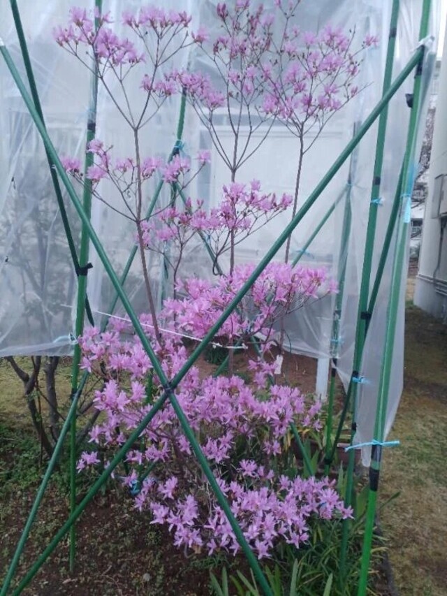 お礼です＼(^_^)／