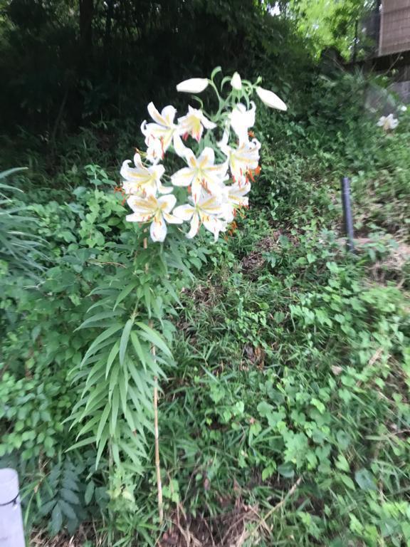 お礼😊｜写メ日記｜つばめ｜立川・八王子・三多摩 人妻デリヘル 熟女の風俗最終章 立川店