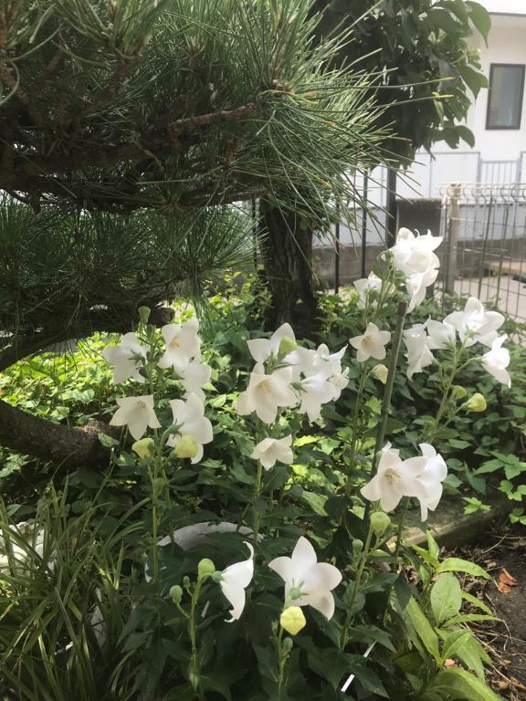 昨日のお礼です😊｜写メ日記｜つばめ｜立川・八王子・三多摩 人妻デリヘル 熟女の風俗最終章 立川店