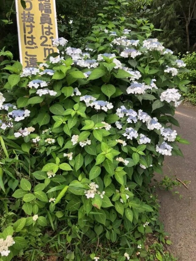 こんばんわ✨｜写メ日記｜つばめ｜立川・八王子・三多摩 人妻デリヘル 熟女の風俗最終章 立川店