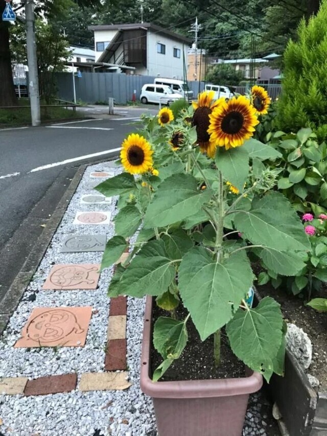こんばんわ☀️｜写メ日記｜つばめ｜立川・八王子・三多摩 人妻デリヘル 熟女の風俗最終章 立川店