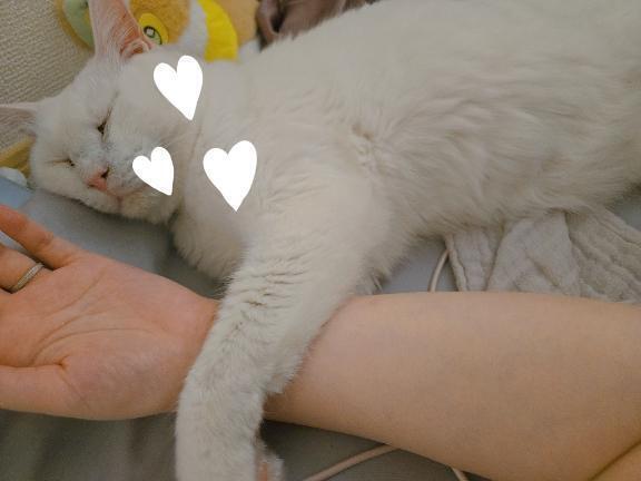 (´；ω；｀)｜写メ日記｜ねこ｜立川・八王子・三多摩 人妻デリヘル 熟女の風俗最終章 立川店