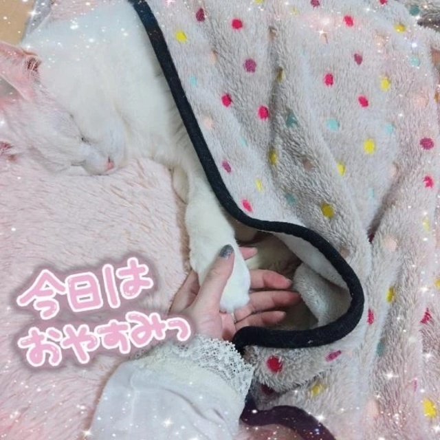 可愛いねぇ🥺🥺🥺｜写メ日記｜ねこ｜立川・八王子・三多摩 人妻デリヘル 熟女の風俗最終章 立川店