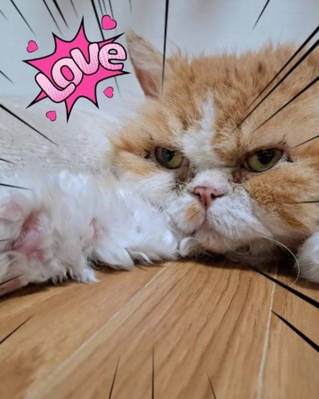 にゃー｜写メ日記｜みおり｜立川・八王子・三多摩 人妻デリヘル 熟女の風俗最終章 立川店