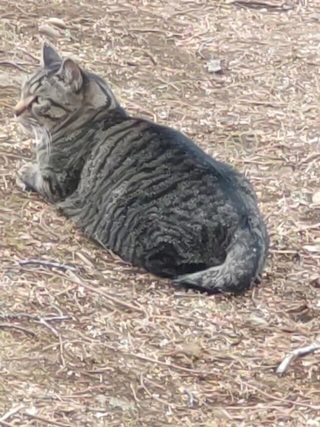 おはようございます🙇｜写メ日記｜なみこ｜立川・八王子・三多摩 人妻デリヘル 熟女の風俗最終章 立川店