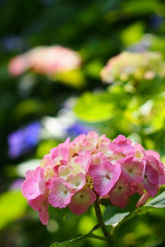 ありがとうございました😊｜写メ日記｜ひろみ｜立川・八王子・三多摩 人妻デリヘル 熟女の風俗最終章 立川店
