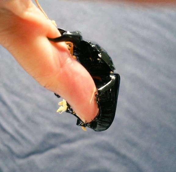 またまた二週間ぶり🙇‍♀️｜写メ日記｜いるか｜立川・八王子・三多摩 人妻デリヘル 熟女の風俗最終章 立川店