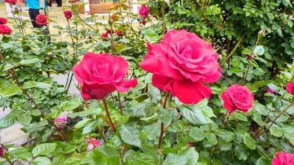 待機中～😃｜写メ日記｜いるか｜立川・八王子・三多摩 人妻デリヘル 熟女の風俗最終章 立川店