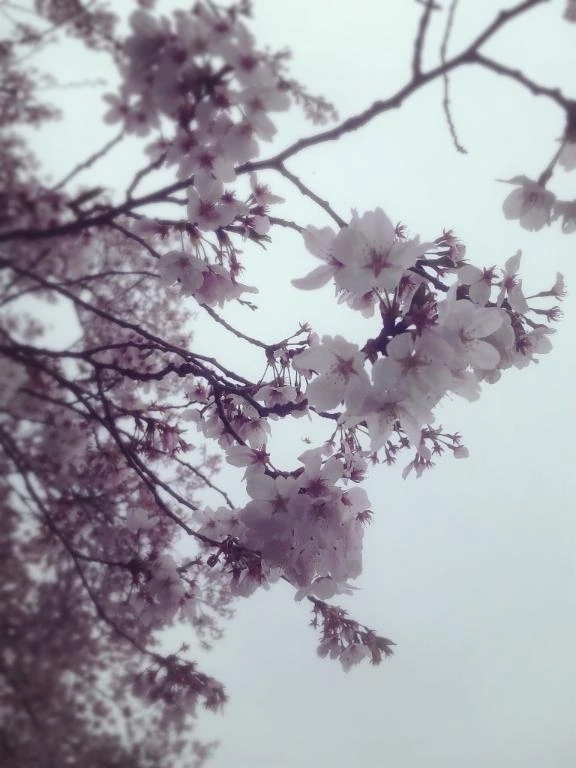 さくらさく🌸｜写メ日記｜める｜立川・八王子・三多摩 人妻デリヘル 熟女の風俗最終章 立川店