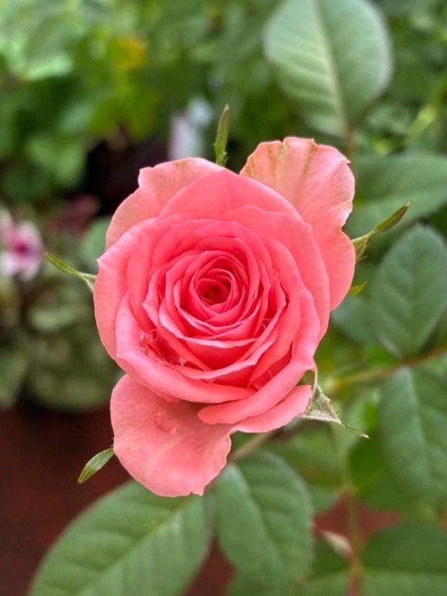 くもり｜写メ日記｜よしこ｜立川・八王子・三多摩 人妻デリヘル 熟女の風俗最終章 立川店