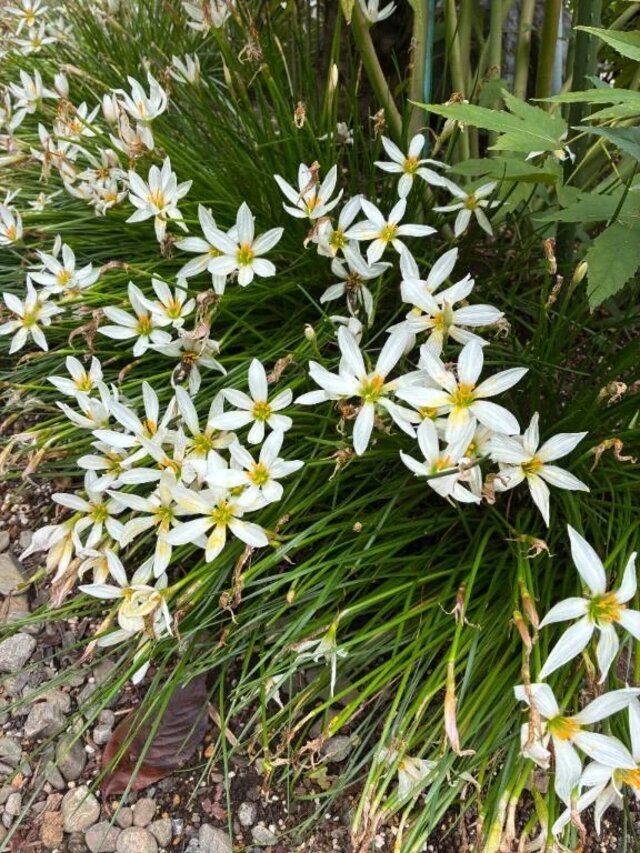 雨｜写メ日記｜よしこ｜立川・八王子・三多摩 人妻デリヘル 熟女の風俗最終章 立川店