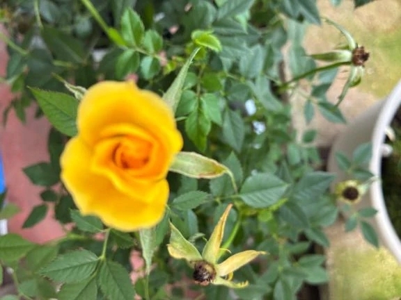 いい事｜写メ日記｜よしこ｜立川・八王子・三多摩 人妻デリヘル 熟女の風俗最終章 立川店